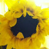 lisa_tully
